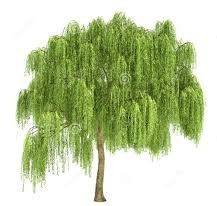 WILLOW POND HOMEOWNERS ASSOCIATION INC.